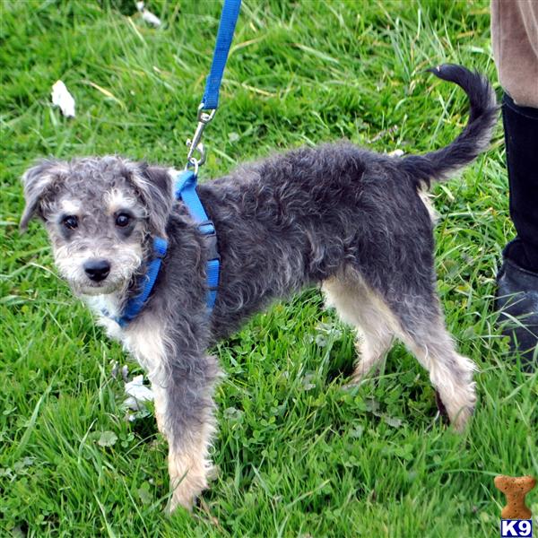 Mixed Breed Puppies